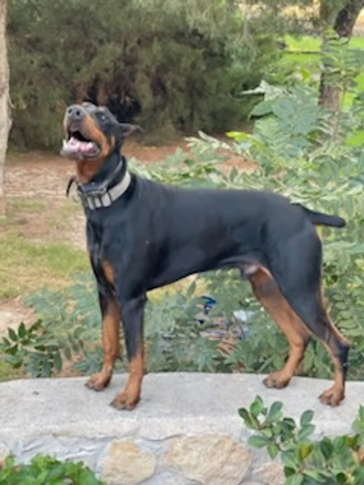 A Doberman customer enjoying a Las Cruces yard