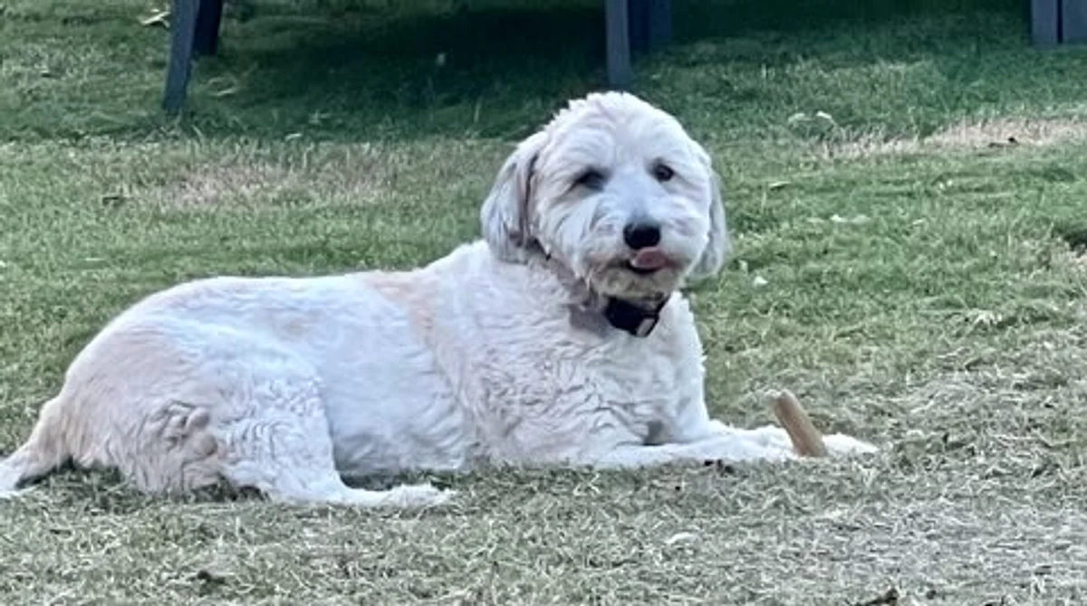 A doodle customer relaxing in a clean yard