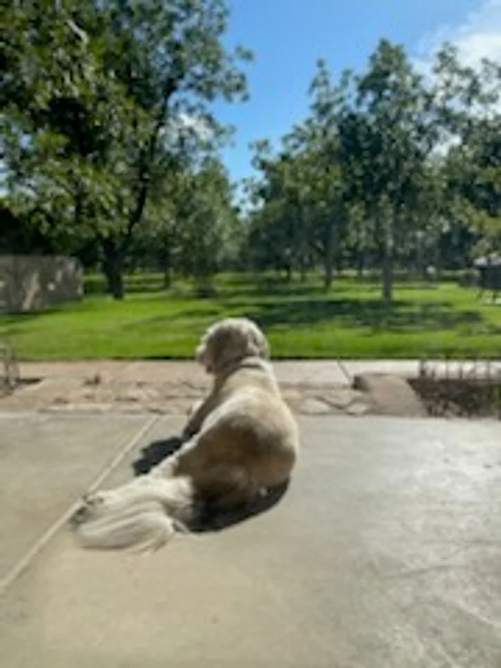A customer dog relaxing on a clean patio